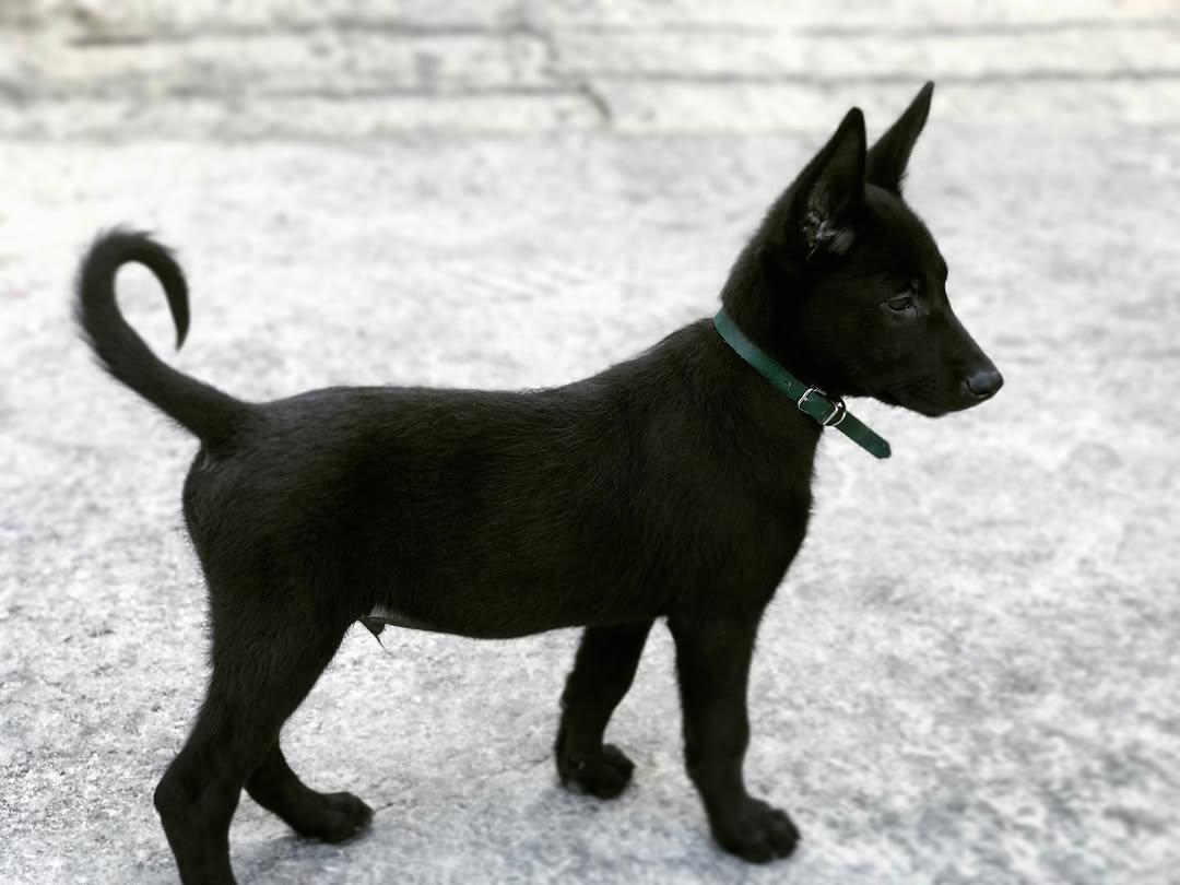 Shadow Malinois Belgian Malinois Legacy - Elite Working Dog Puppies